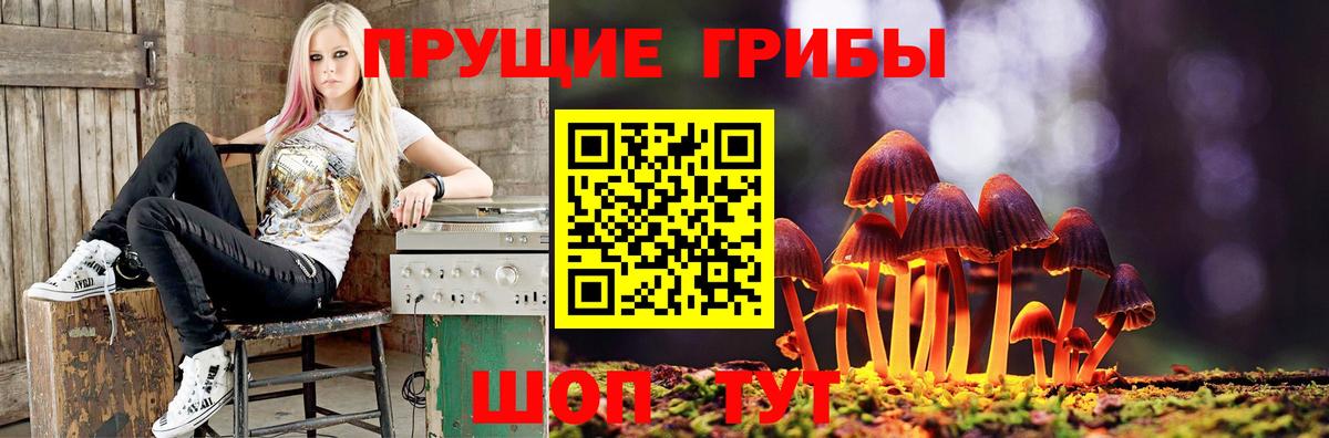 Кропоткин  Псилоцибиновые грибы прущие грибы  Вход с VPN 